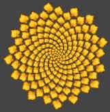 phi flower